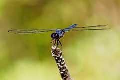 Dragonfly.  6065999