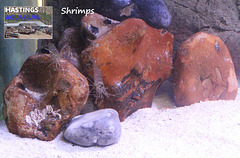 Hastings Aquarium  19 12 2022  Shrimps