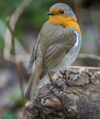 Robin