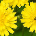 20230627 1430CPw [D~LIP] Kleinköpfiger Pippau (Crepis capillaris), Insekten, Bad Salzuflen