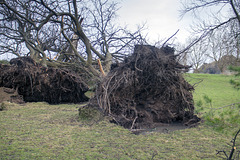 Storm Damage