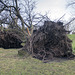 Storm Damage