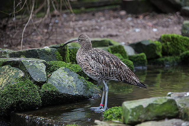 20160303 0236VRAw [D~BI] Großer Brachvogel (Numenius arquata), Tierpark Olderdissen, Bielefeld