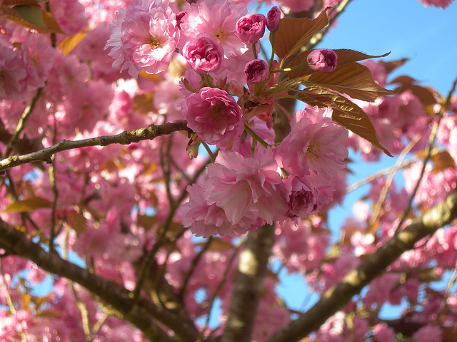 Flou en fleur.