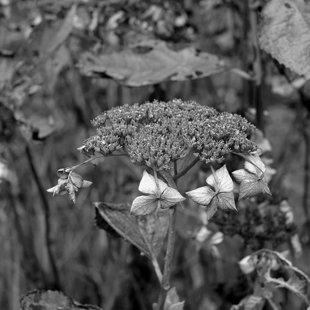 Dry hydrangea