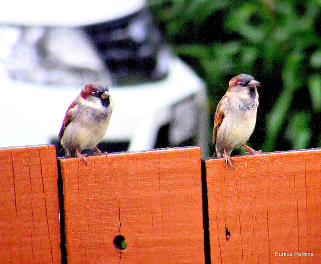 Two Male Sparrows.