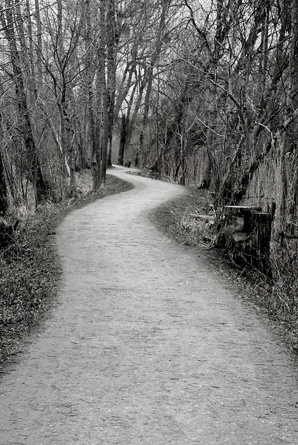 Weg im Auenwald