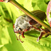 20220507 816CPw [D~LIP] Maikäfer (Melolontha melolontha), Bad Salzuflen
