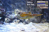 Hastings Aquarium  19 12 2022  Yellow Box fish