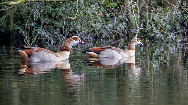 Egyptian geese