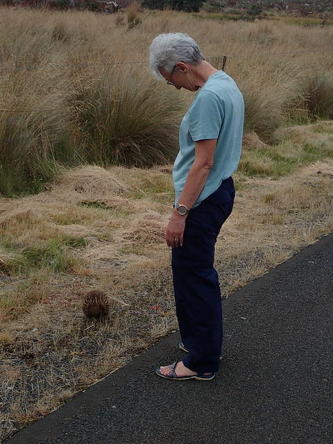 Belinda meets her first Echidna!