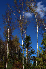 Arboretum des Grandes Bruyères en automne