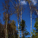 Arboretum des Grandes Bruyères en automne