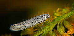 Die Gespinstmotte (Yponomeutidae) :))  The web moth (Yponomeutidae) :))  La teigne de la toile (Yponomeutidae) :))