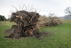 Storm Damage