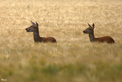 Nous cherchons "du blé"