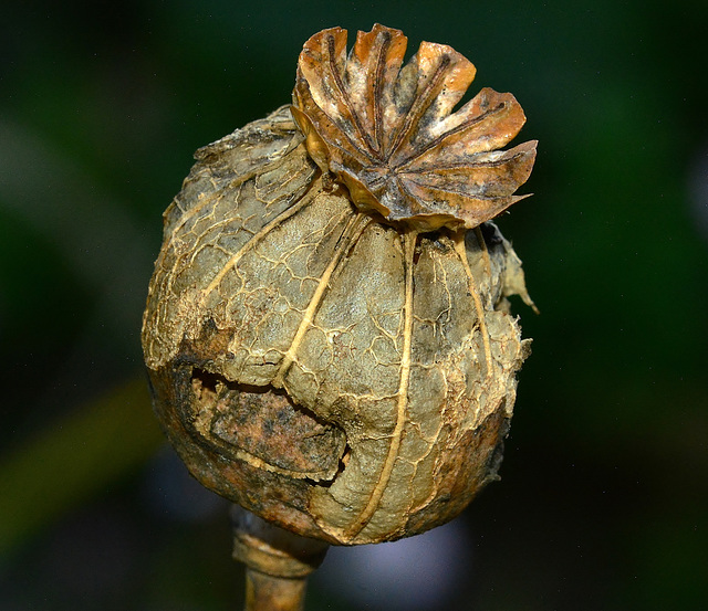 Poppy Seed Head