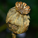 Poppy Seed Head