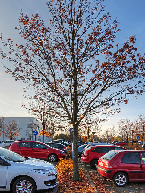 (299/365) Die Bäume werden kahl