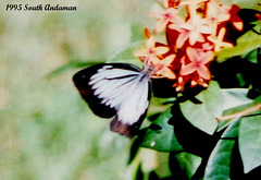 40 Pareronia ceylanica naraka (Andaman Dark Wanderer)