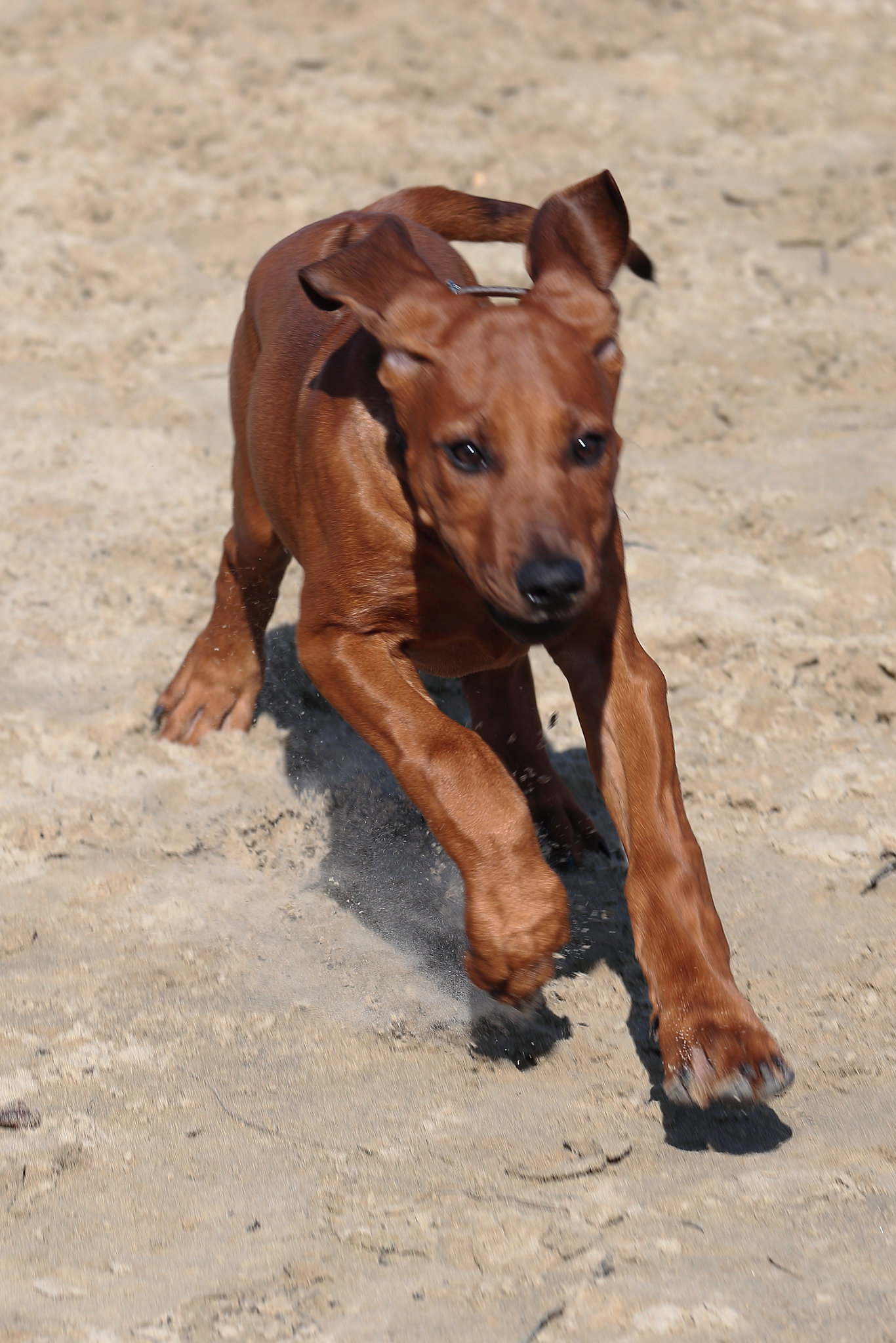 IMG 9868 RhodesianRidgebackPuppy dpp