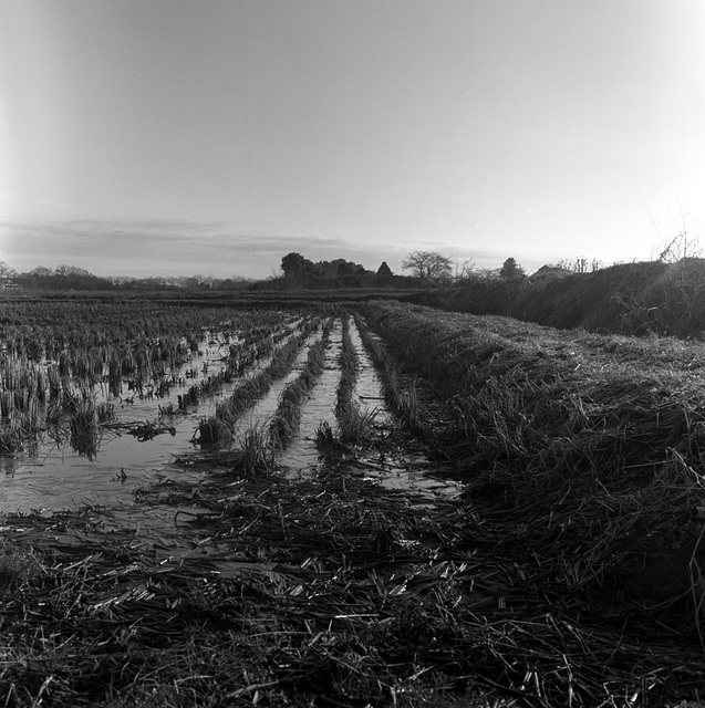 Rice field in March