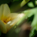 DSCF3728