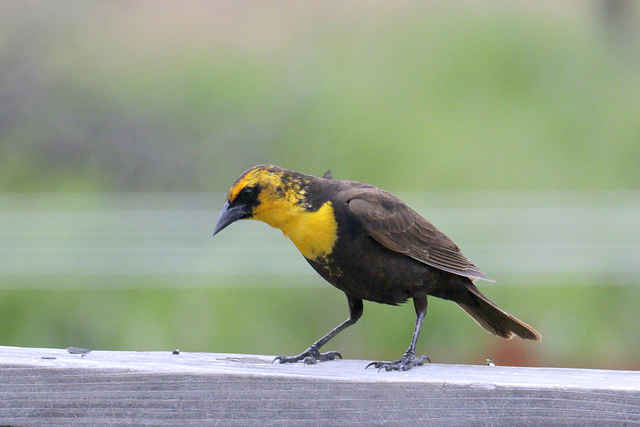 Yellow-headed Blackbird