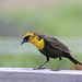 Yellow-headed Blackbird