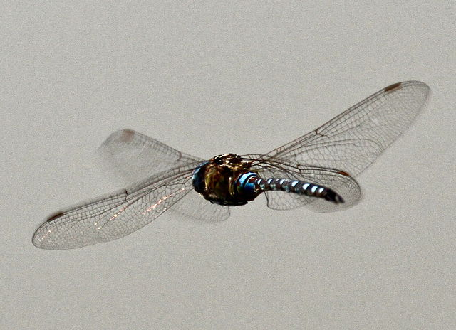 Libelle über dem Wasser