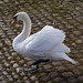 Ein stolzer Schwan an der Weser