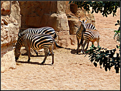 Biopark Valencia, 109