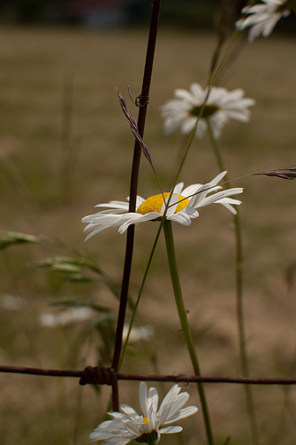 daisies