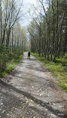 The track near Ballintean Mountain Lodge