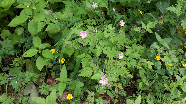 Ruprechtskraut / Stinkender Storchschnabel (Geranium robertianum)