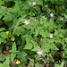 Ruprechtskraut / Stinkender Storchschnabel (Geranium robertianum)