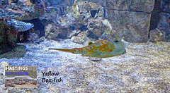 Hastings Aquarium  19 12 2022  Yellow Box-fish