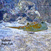 Hastings Aquarium  19 12 2022  Yellow Box-fish