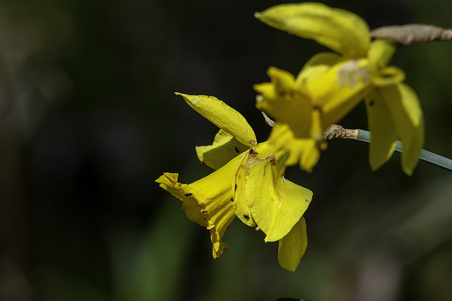 Wild Daffodils