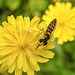 20230627 1447CPw [D~LIP] Kleinköpfiger Pippau (Crepis capillaris), Langbauch-Schebfliege [w], Bad Salzuflen