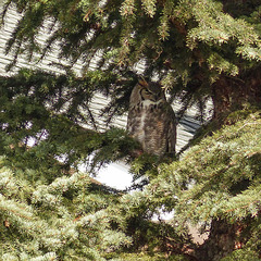 A different Great Horned Owl