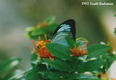 40a Pareronia ceylanica naraka (Andaman Dark Wanderer)