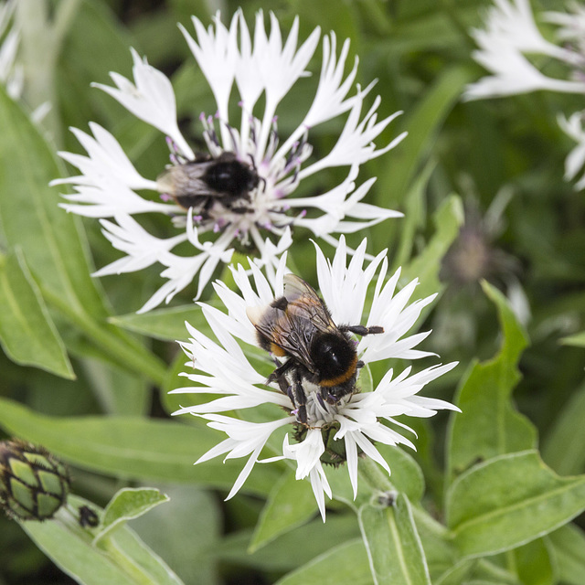 Beningbrough Hall - White Cornflowers 2