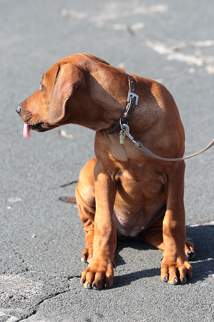 IMG 9775 RhodesianRidgebackPuppy dpp