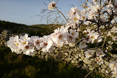 Prunus amygdalus