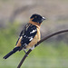 Black-headed Grosbeak