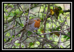 Robin.3jpg