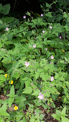 Ruprechtskraut / Stinkender Storchschnabel (Geranium robertianum)