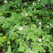 Ruprechtskraut / Stinkender Storchschnabel (Geranium robertianum)