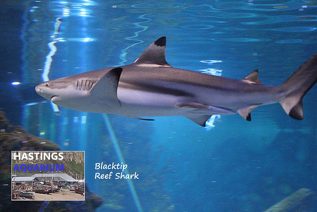 Hastings Aquarium  19 12 2022 Blacktip Reef Shark